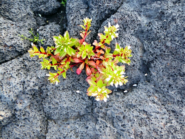 Flowers growing in the lava