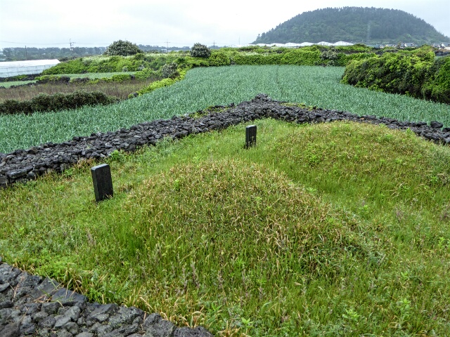 There are thousands of traditional Jeju burial mouns, in the middle of fields of crops