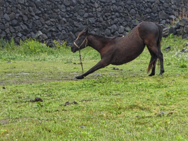 Actual Jeju Pony exercising in the rain