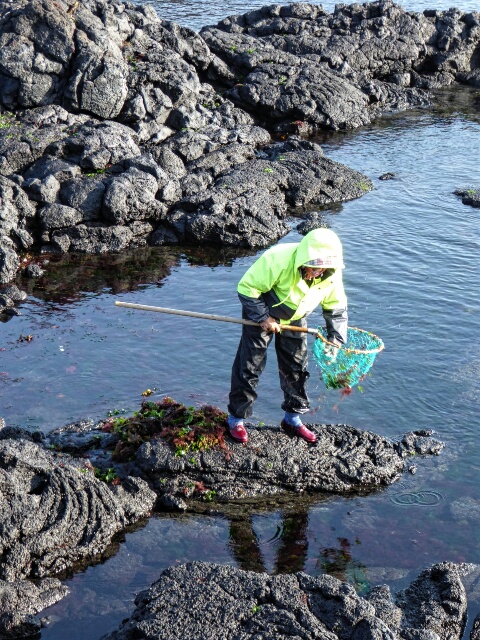 Woman gathering seaweed
