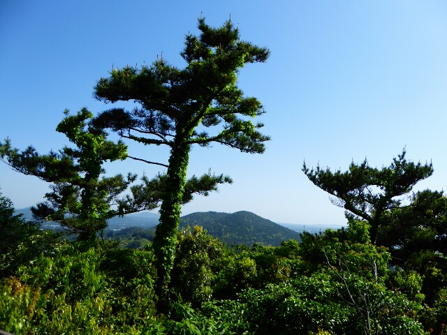 Korean Black Pines on the top of the Mang-oreum (175m)