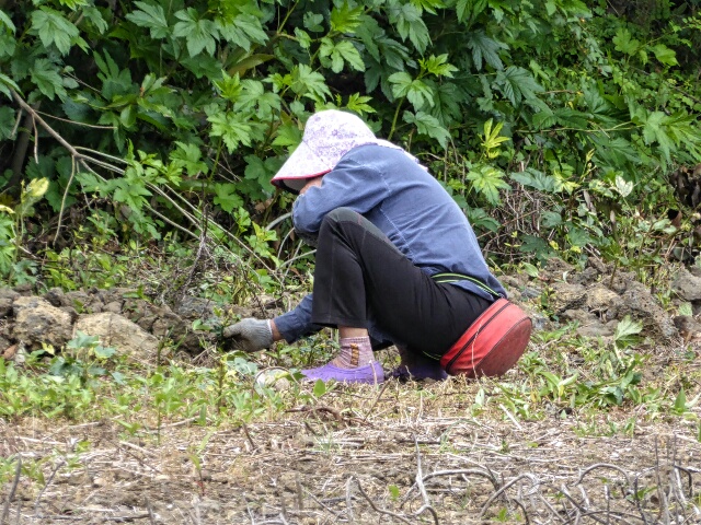 Woman weeding - she squats on a pad attached to her waist