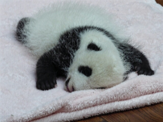 Baby panda, about 2 months old, on his blanket