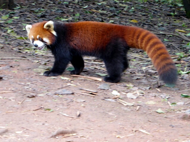 Red Panda's colouring helps protect them from predators