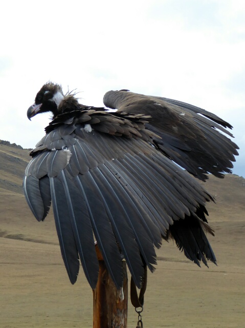 Birds of prey are used for hunting