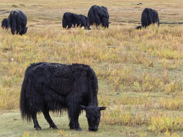 Yaks feeding on the grasslands