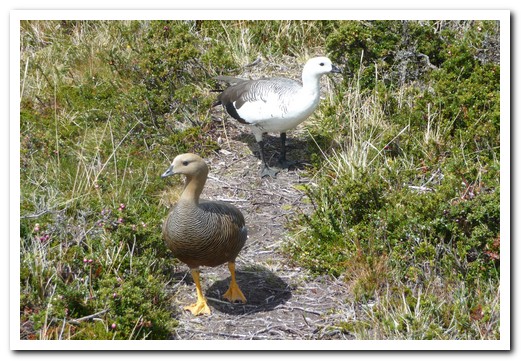 A pair of ducks on the path