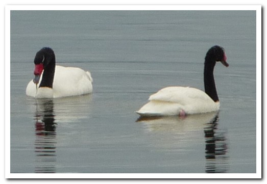 Black neck swans