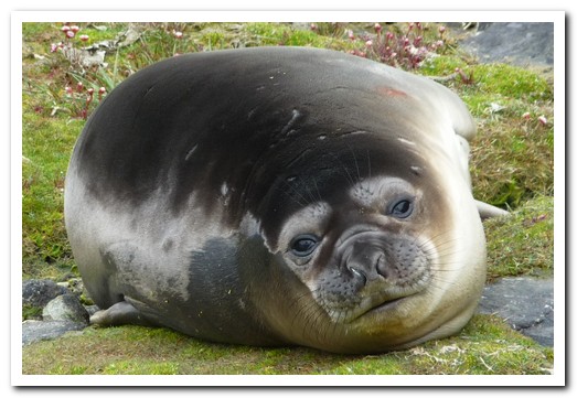 Baby seal sunning itself