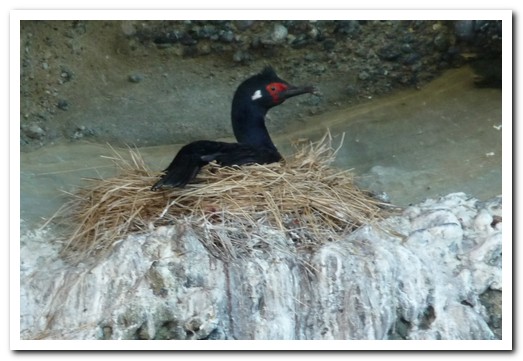 Rock cormorant on a cliff top nest