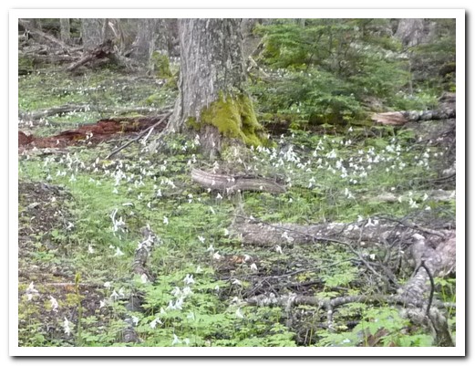 A carpet of ground orchids in the forrest