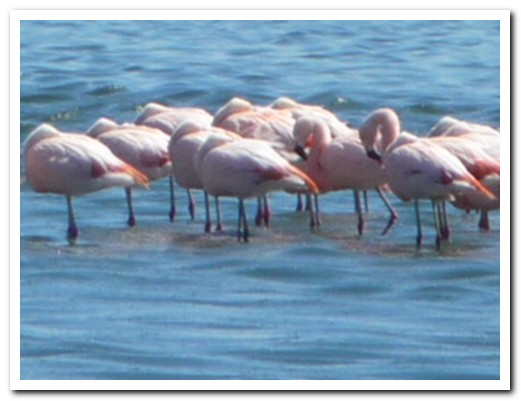Flamingoes at El Calafate