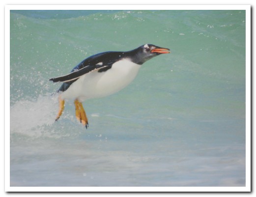 Gentoo in the surf