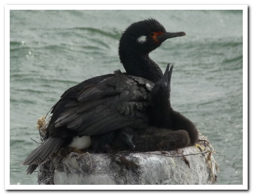 Rock Cormorants - mother and chick, plus egg