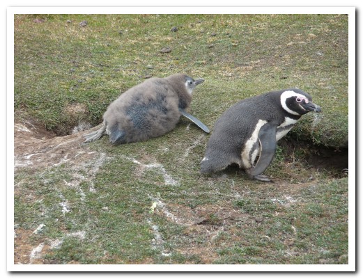 Magellan Penguin with chick, near their burrows