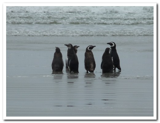 Magallen Penguins on the beach