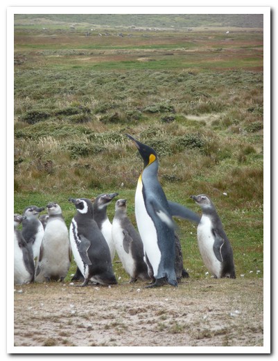 The King Penguin with his little followers (Magellans)