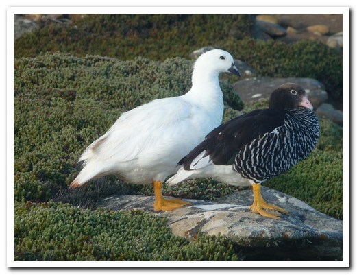 A pair of Kelp Geese