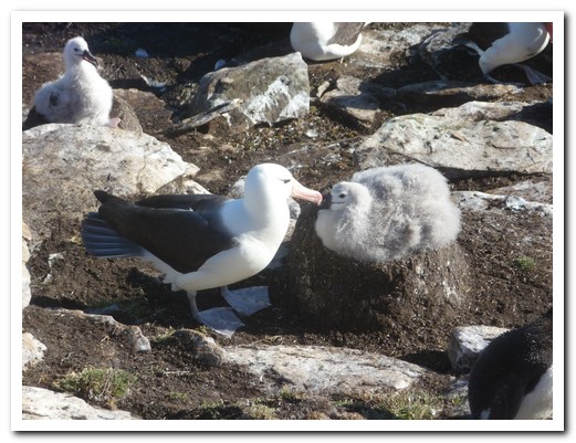 Albatross & chick on mud nest