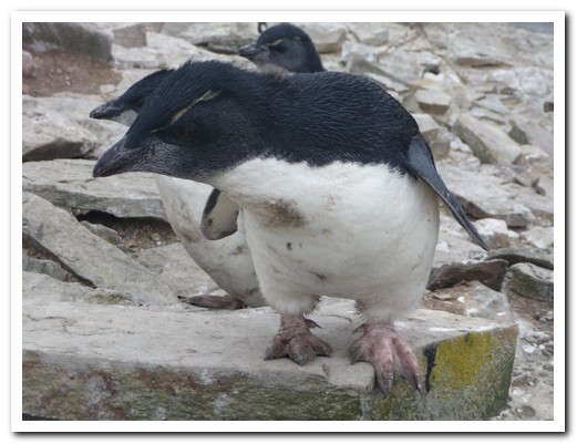 Baby Rockhopper Penguins in gale force winds