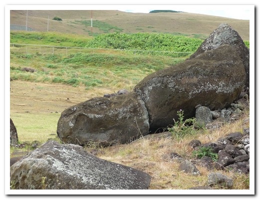 All the Moai were destroyed in the 19th centuary, not all have been restored
