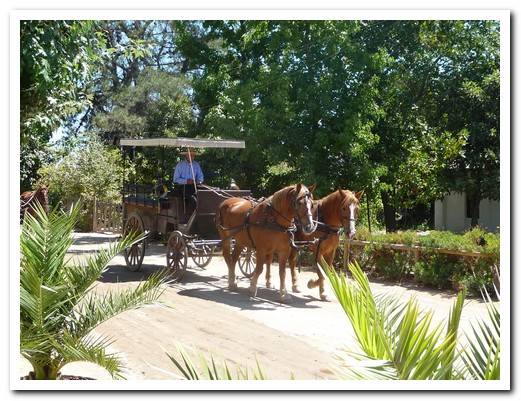 Viña Viu Manent offers horse drawn carriage tours