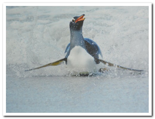 Gentoo coming out of the surf