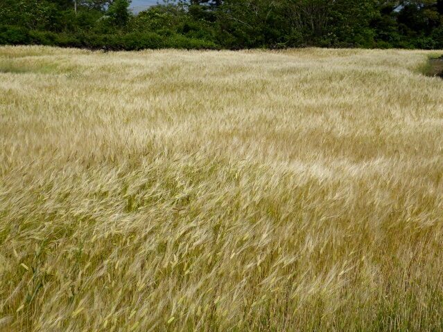 Barley blowing in the wind
