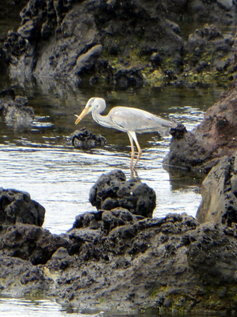 Bird fishing in the rock ponds