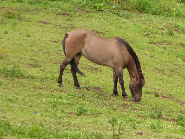 Native Jeju ponies, endangered in the 1980's, now there are more than 2000