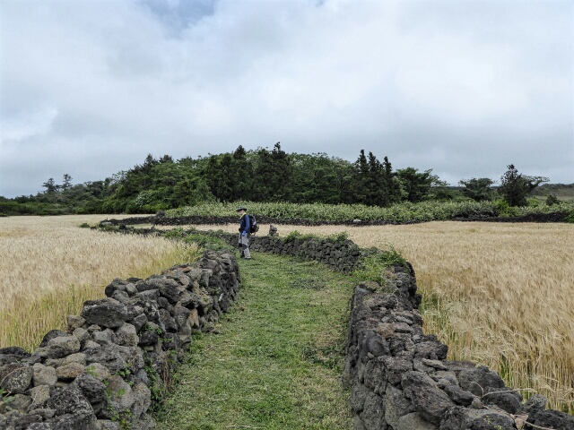 An Olle path winds through small farms