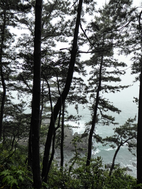 Pine trees above the ocean