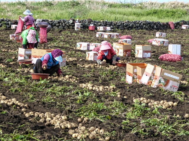 Potato pickers - used to make Soju, Korea's favorite alcohol