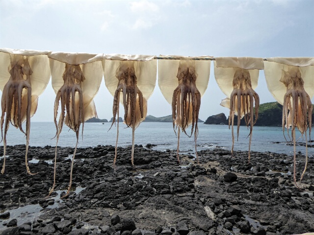 Squids drying