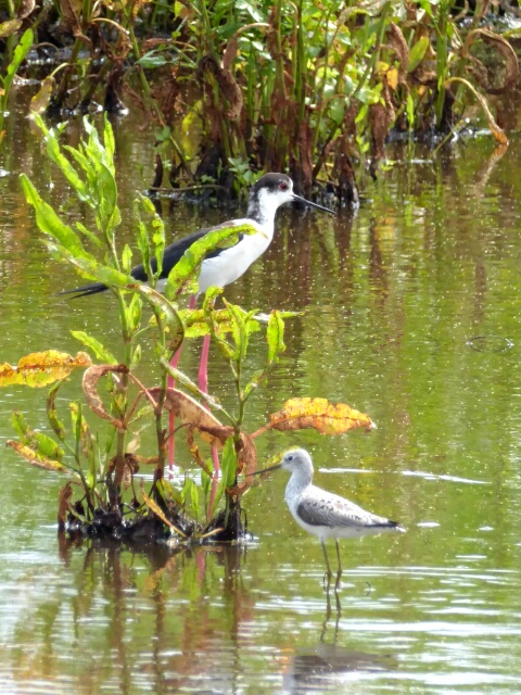 Swamp birds