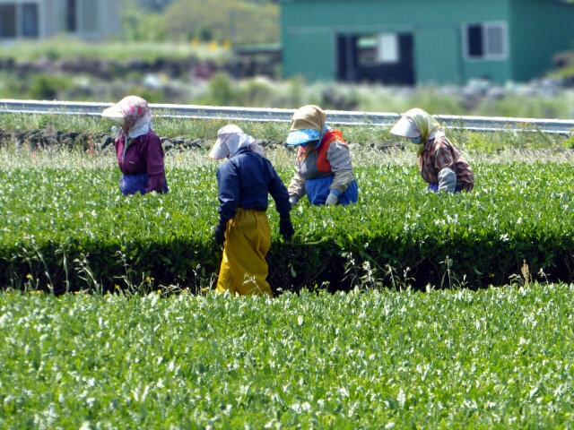 Women working on the tea plants