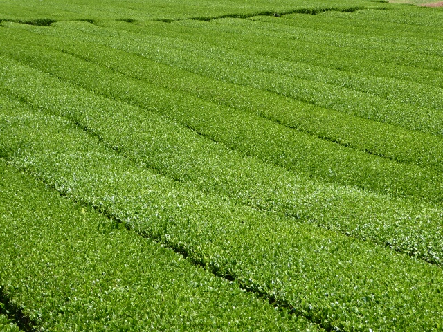 O’Sulloc tea plantation