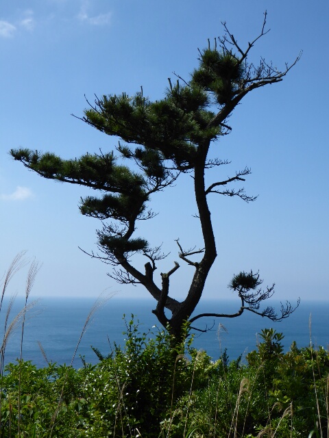 Tree shaped by the wind