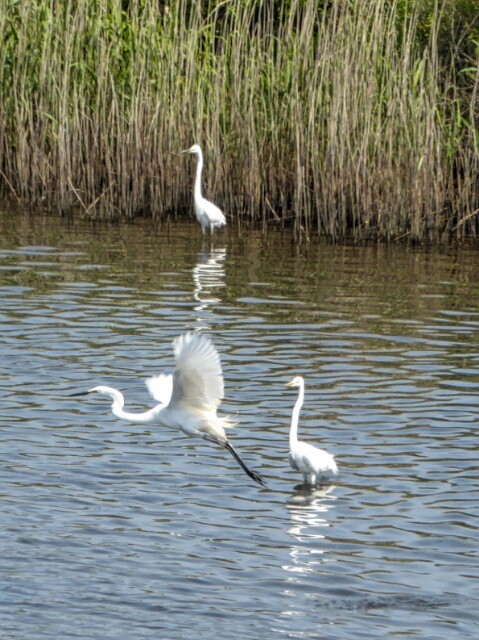 Waterbirds in the marshes