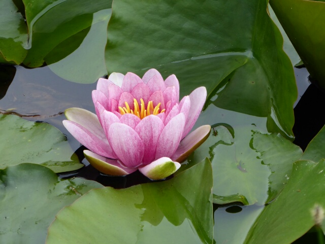 Waterlilly in the Wedding Pond