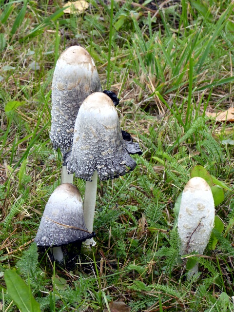 It's the season for wild mushrooms (but don't eat these)