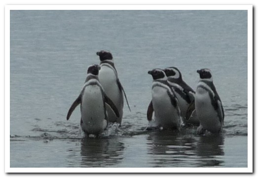 Penguins of Seno Otway