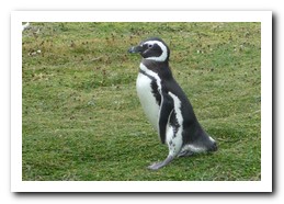 Magellan penguin