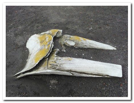 Whale bones in the sand at Whaler´s Bay