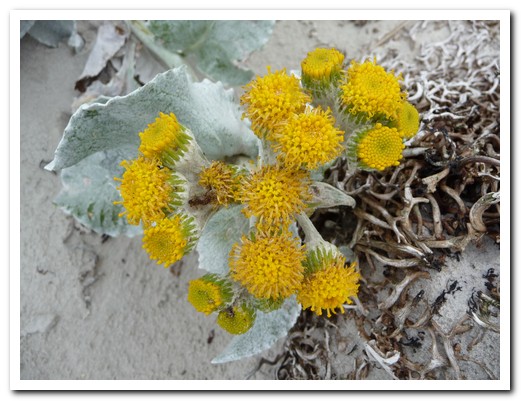 Sea Cabbage growing on the sand dunes