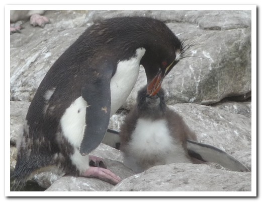 Rockhopper with chick