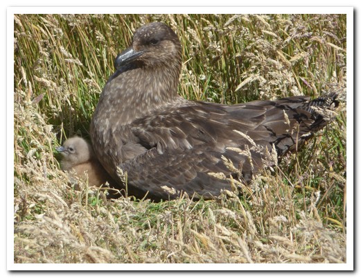 Skua with chick