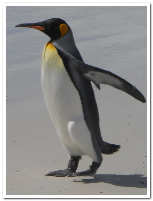 Eduardo - our adopted King Penguin