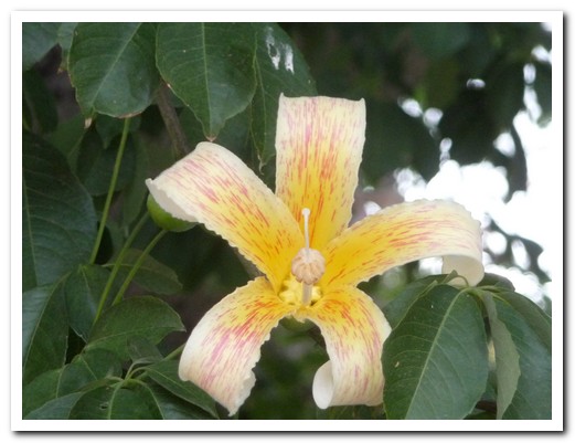 The flower of palo borracho