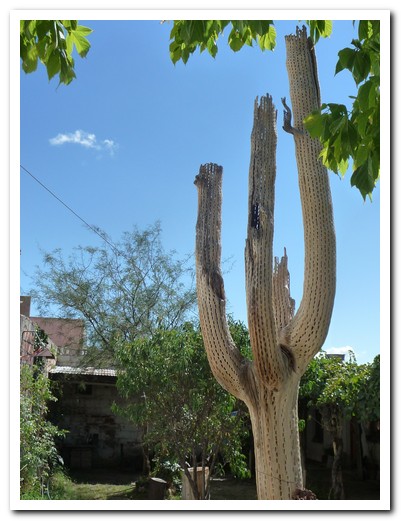 The hollow wooden shell of dead cactus